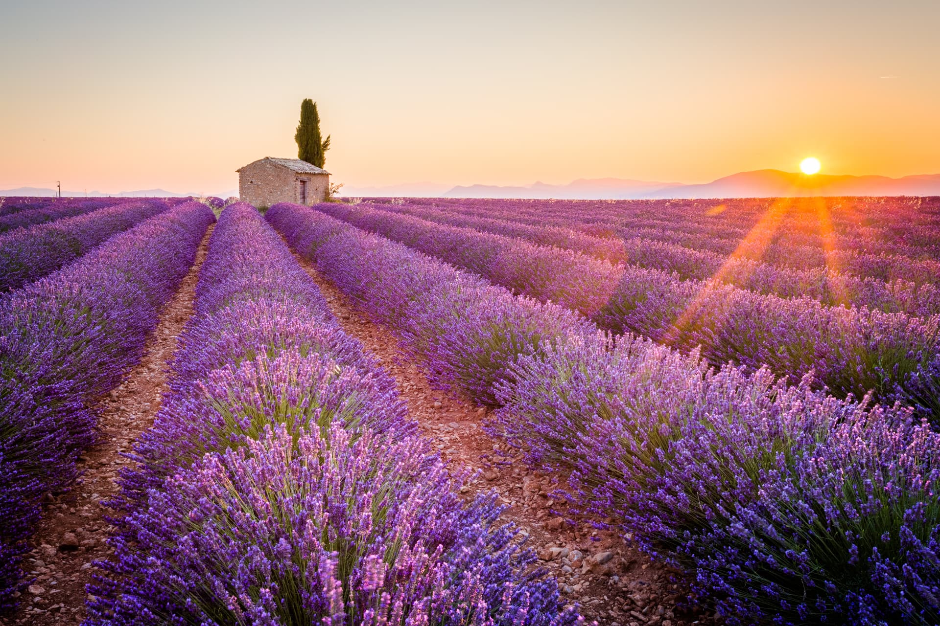 Village provençal entouré d’oliviers et de lavande au coucher du soleil